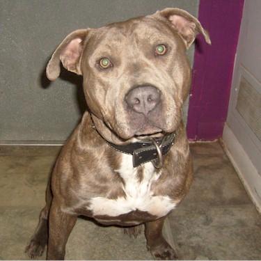 Brewtons King Caine Pit Bull.jpg